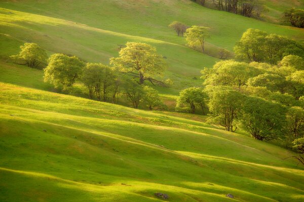 Exuberantes árboles en una ladera verde