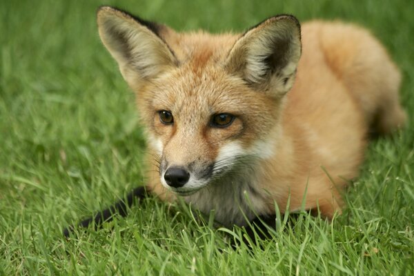 A red fox lying on the grass