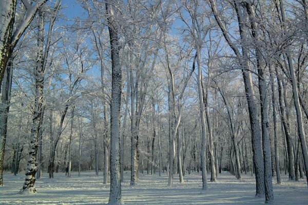 Snowy forest in winter