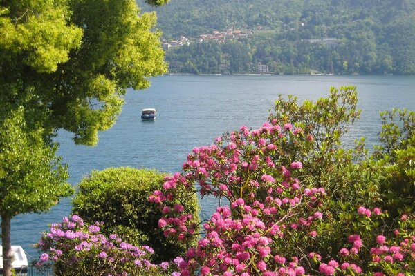 Cespugli con fiori rosa sulla riva