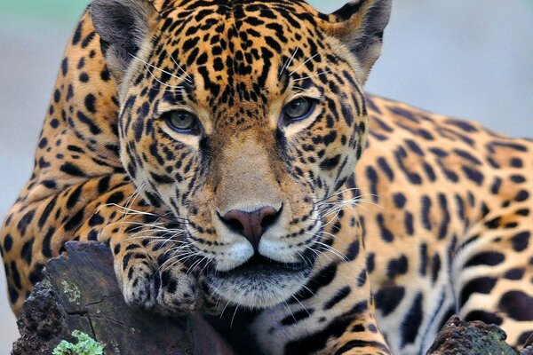 Jaguar couché sur sa patte regarde au loin