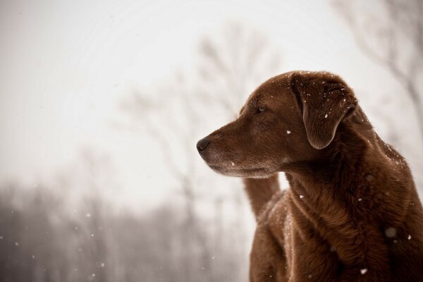 Chien brun en hiver