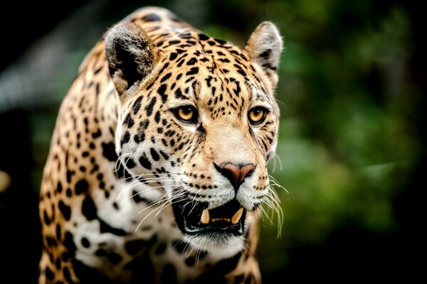 A predatory cat. Leopard Fangs