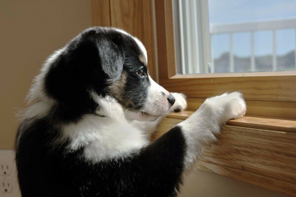 Cachorro tratando de mirar por la ventana