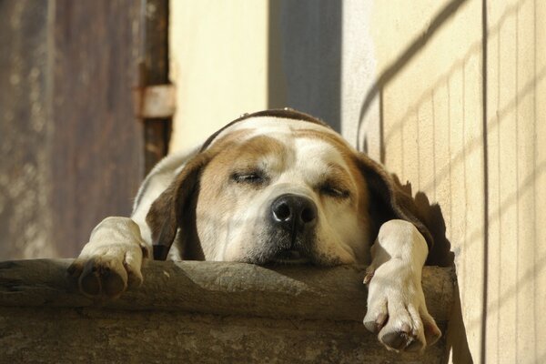 Schlafender Hund mit großen Ohren