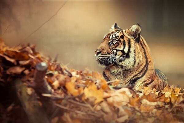 The tiger lies in the autumn leaves