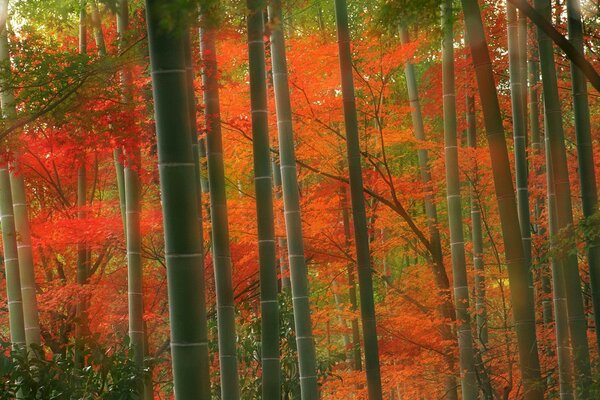 Bambou et érables dans la forêt d automne