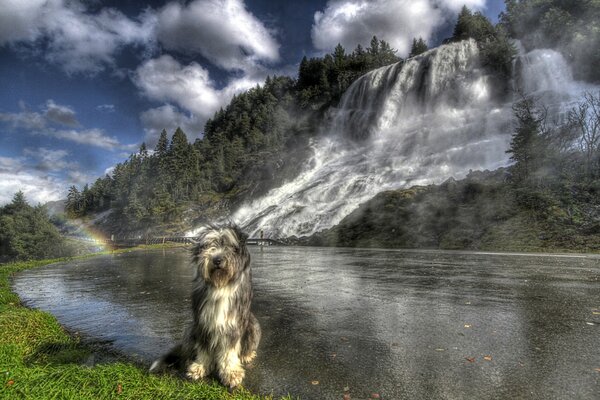 Bearded collie on the background of a waterfall