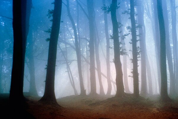 Mysterious fog in the morning forest