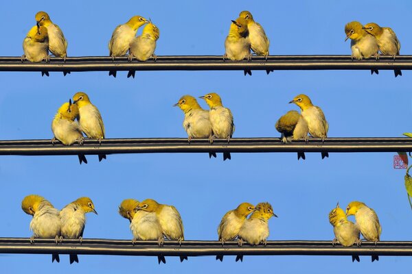 Gli uccelli si siedono in coppia sui fili