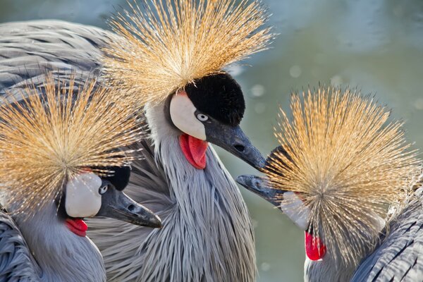 A beautiful trio of unusual birds