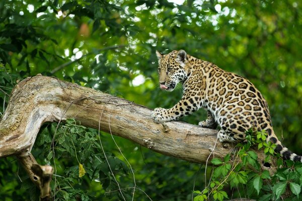 Cachorro de gato salvaje en una rama