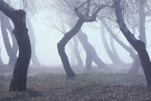 Tree trunks in a foggy forest