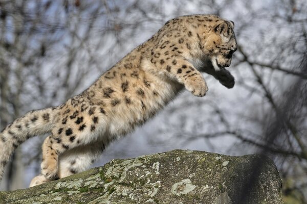 Cucciolo di leopardo che impara a saltare