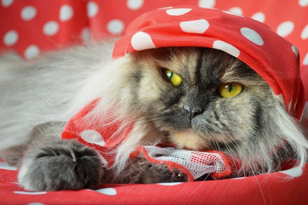 Chat maison drôle dans un chapeau