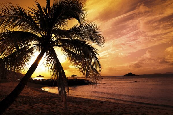 A palm tree leaning towards the sea on the sand against the background of sunset