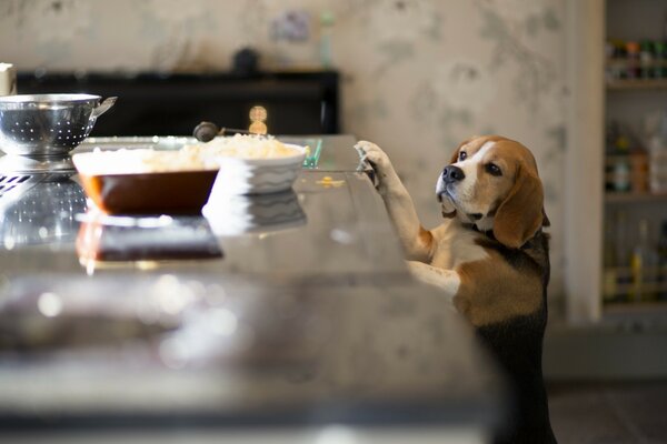 Un perro en la cocina Mira con curiosidad la mesa con comida