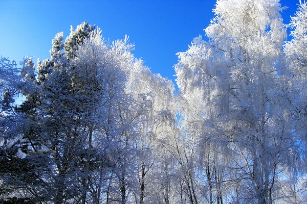 Árboles blancos en un día soleado de invierno