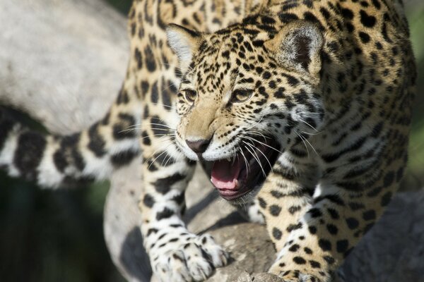 Jaguar-Wildkatze schützt Jungtier