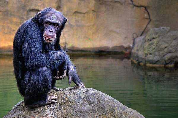 Divertido chimpancé sentado cerca del río