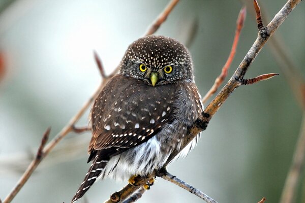 Hibou assis sur une branche mince d un arbuste