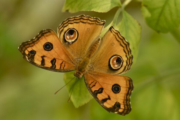 A bright butterfly on a green background