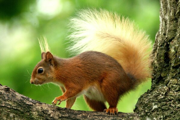 Schönes Eichhörnchen mit einem flauschigen Schwanz