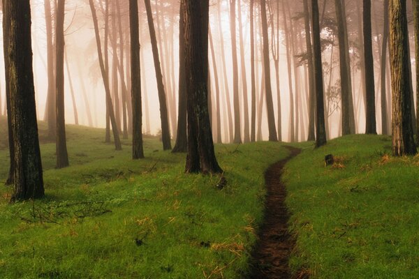 A path in a green forest