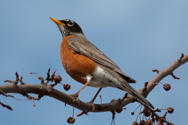 A blackbird that sits on a branch