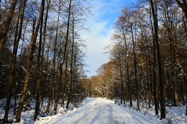 Winter road through the forest