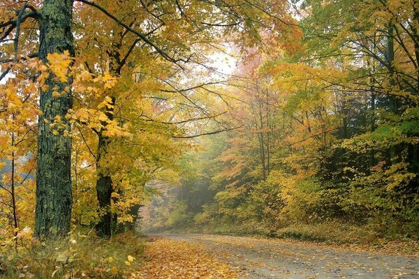 Otoño, camino forestal. ¡Belleza!!!