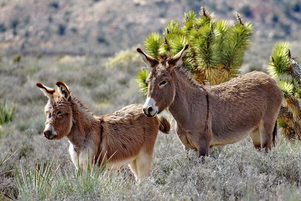 Donkeys are walking on the steppe