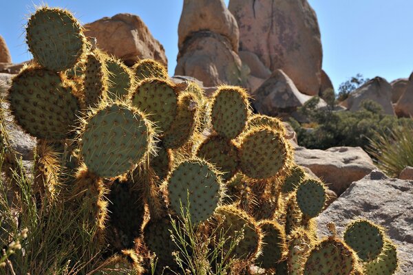 Prickly cacti near rocks