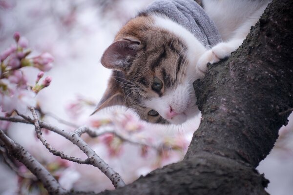 Beautiful cat sitting on a tree