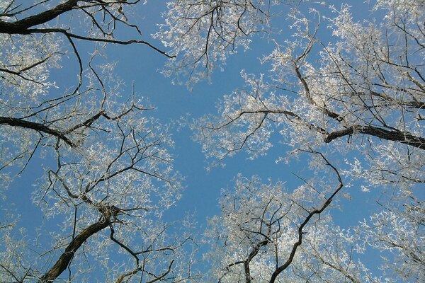 Mira hacia arriba. Cielo de invierno