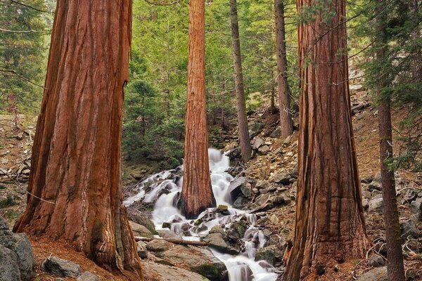 A fast forest stream in the rocks