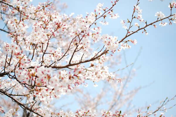 Der Baum ist im Frühling mit weißen Blüten übersät