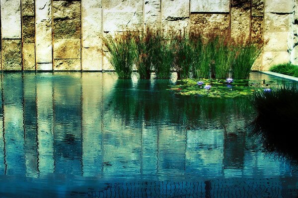 Reed bushes and lilies in the lake