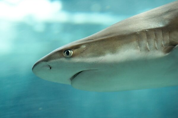 Tiburón de perfil. Habitantes del acuario