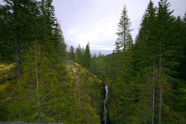 Bergfluss im Taiga-Wald