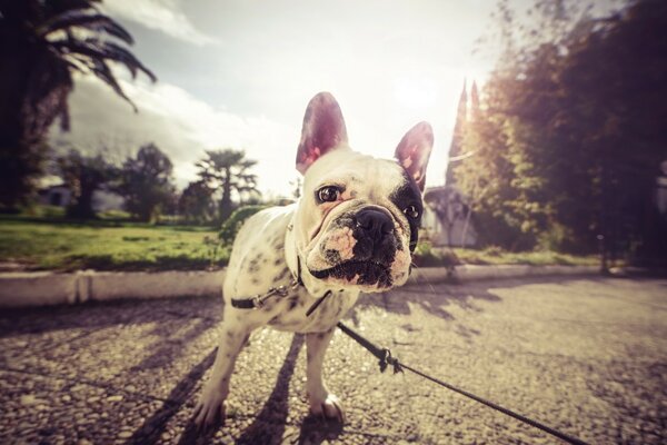 Pug on a leash on a walk on a blurry background