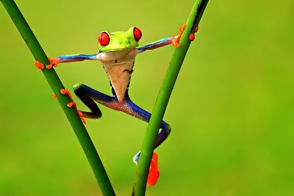 Ein Quakschenfrosch auf zwei Grashalmen