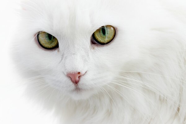 Gato blanco con ojos verdes