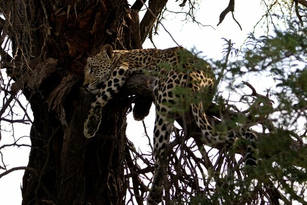 A leopard is lying on a tree branch