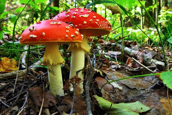 Setas Amanita en el bosque de otoño