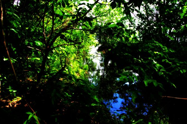 A backwater among green trees in the forest