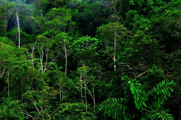 En la selva es fresco, oscuro y húmedo