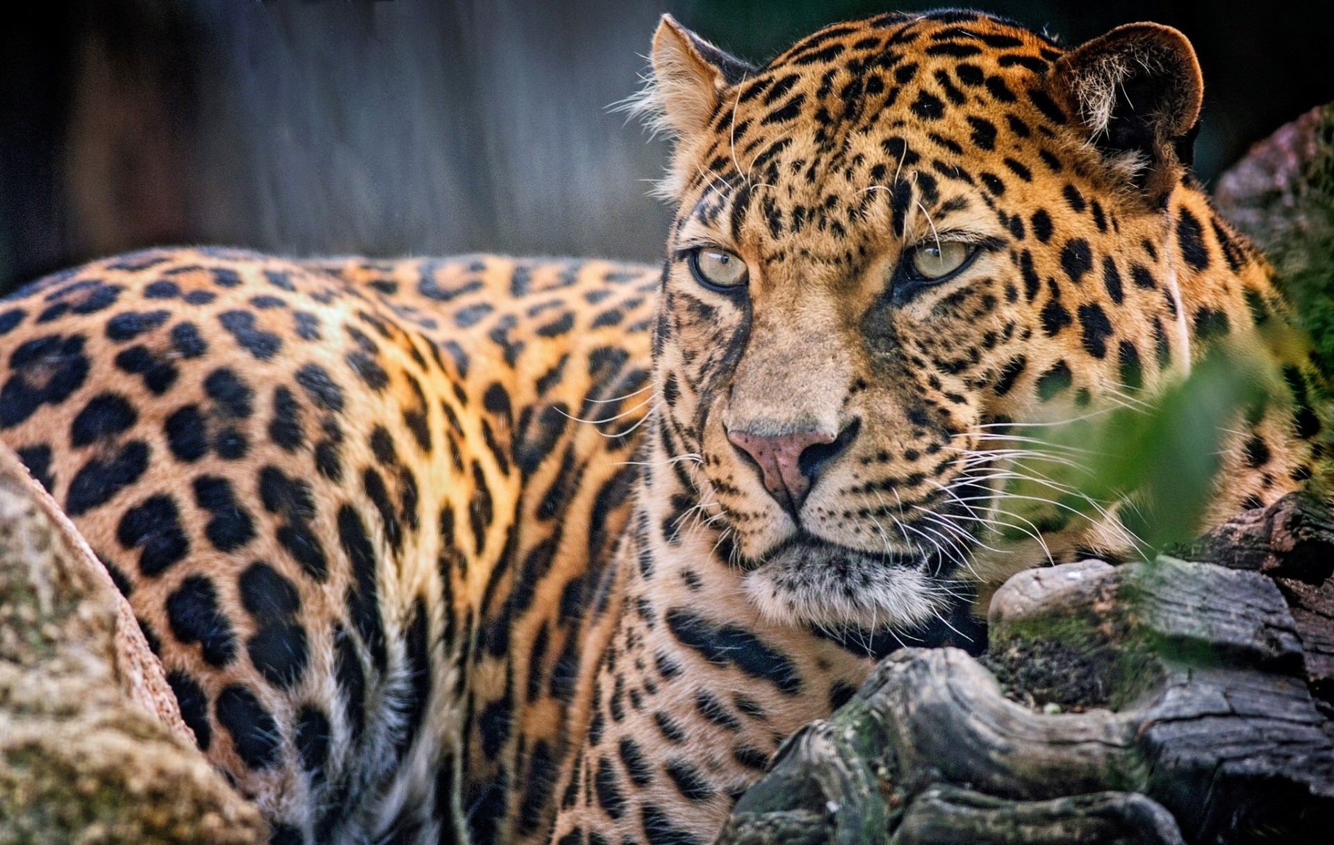 gatto predatore leopardo specie