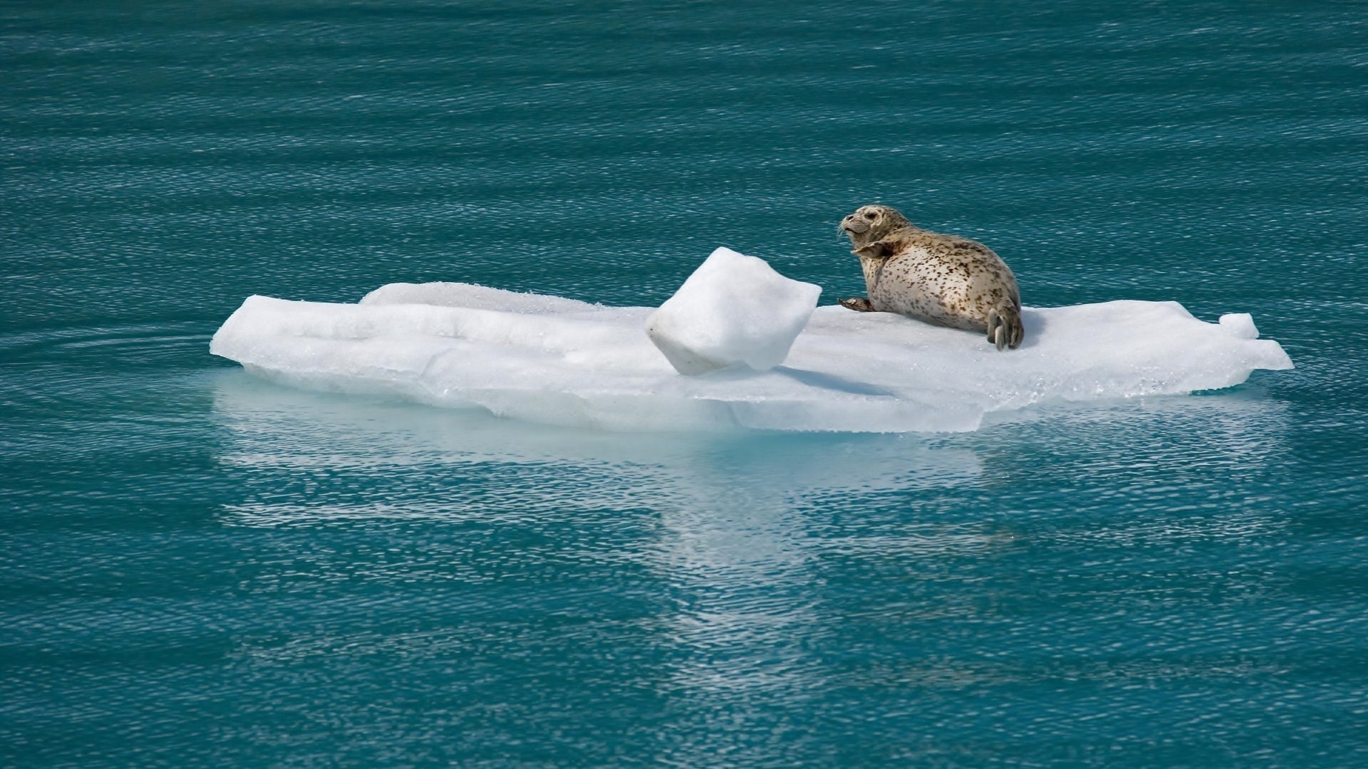 froid océan se trouve glace eau mer phoque