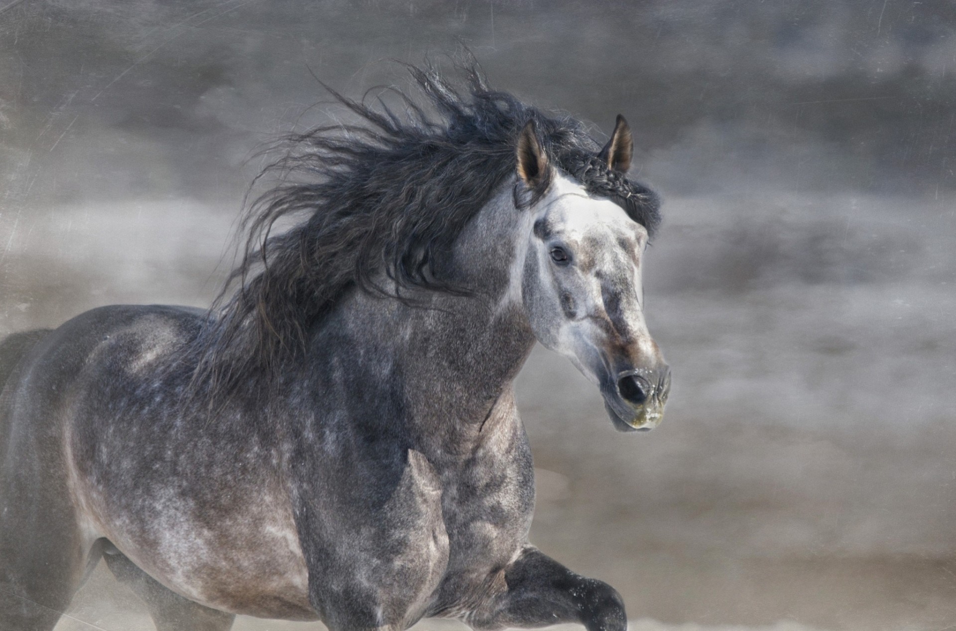 gris course galop crinière étalon cheval